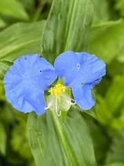 Commelina erecta