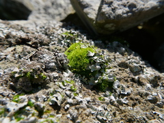 Ptychomitrium polyphyllum