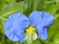 Commelina erecta