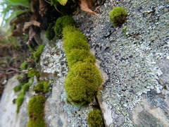 Ptychomitrium polyphyllum