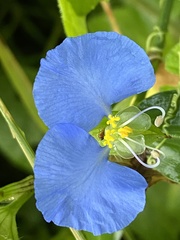 Commelina erecta