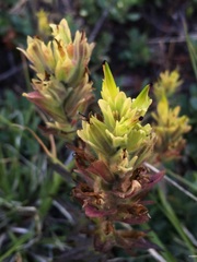 Castilleja peirsonii