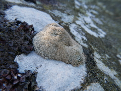 Sphaerophorus fragilis