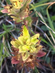 Castilleja peirsonii