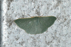 Prasinocyma ocyptera