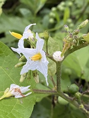 Solanum torvum