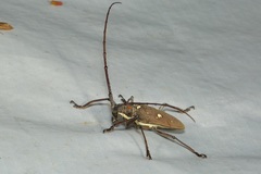 Batocera thomsonii