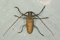 Batocera numitor