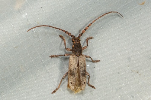 Zatrephus javanicus
