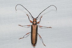 Xystrocera festiva