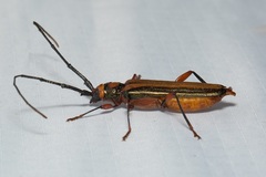 Xystrocera festiva