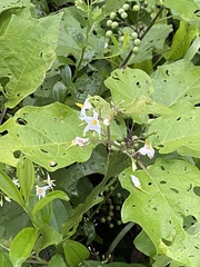 Solanum torvum