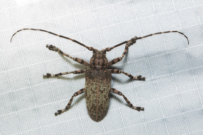 Moechotypa