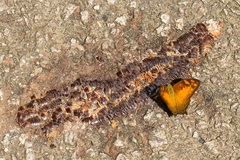 Vagrans sinha