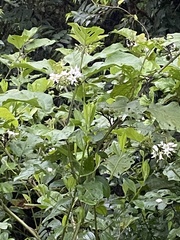 Solanum torvum