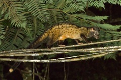 Paradoxurus musangus