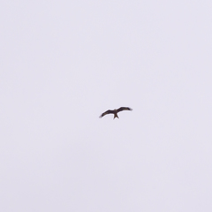 Milvus milvus