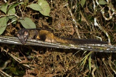 Paradoxurus musangus