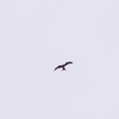 Milvus milvus