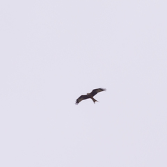 Milvus milvus