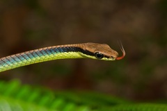 Dendrelaphis cyanochloris