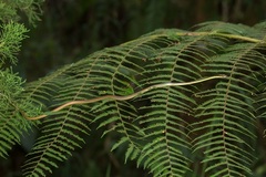 Dendrelaphis cyanochloris