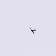 Milvus milvus