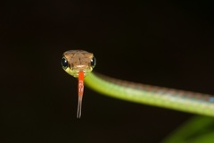 Dendrelaphis cyanochloris