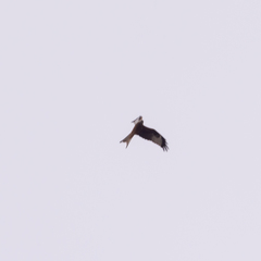 Milvus milvus