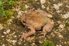 Metaphrynella pollicaris