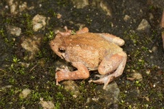 Metaphrynella pollicaris