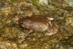 Metaphrynella pollicaris