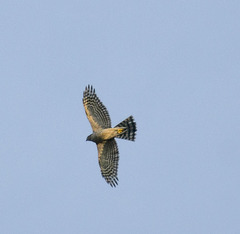 Accipiter nisus