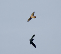 Accipiter nisus