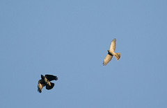 Accipiter nisus