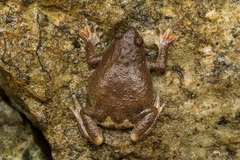 Metaphrynella pollicaris