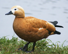 Tadorna ferruginea