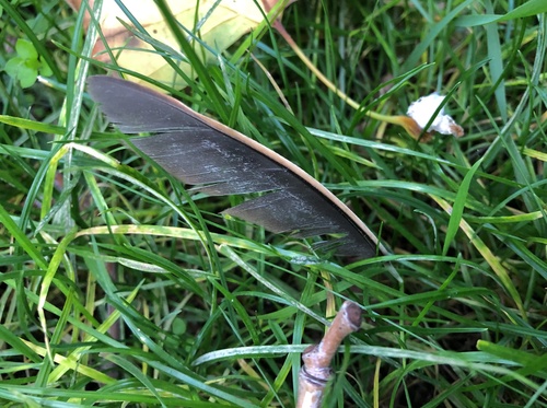 Plume de Râle des genêts