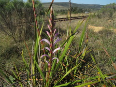 Watsonia knysnana