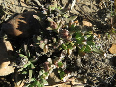 Corpuscularia angustipetala