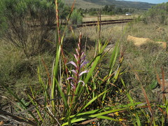 Watsonia knysnana