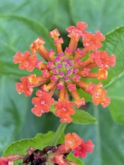 Lantana