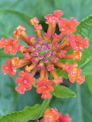 Lantana