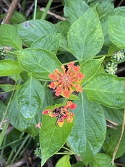 Lantana