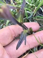 Castilleja peirsonii