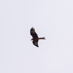 Milvus milvus