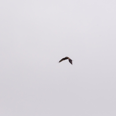 Milvus milvus