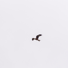 Milvus milvus