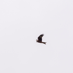 Milvus milvus