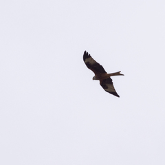 Milvus milvus
